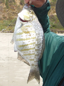 Perch ready to give birth
