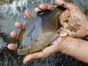 Striped Surfperch giving birth